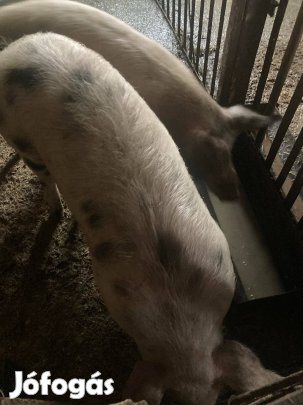 Eladó hízó Varbó