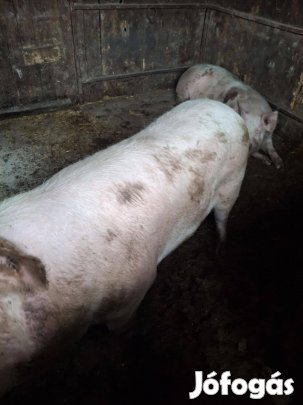 Eladó hizó!!