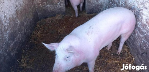 Eladó hízó!!