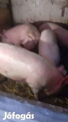 Eladó hízó - Pest megye-