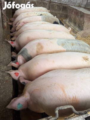 Eladó hízó !!!