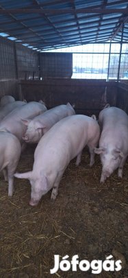 Eladó hízó!!!!