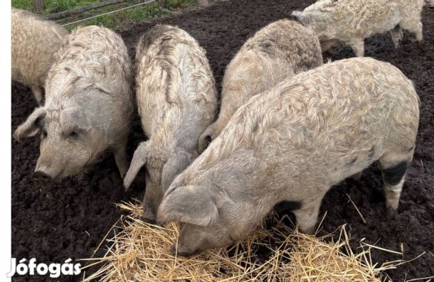 Eladó hízó, disznó, mangalica, durok