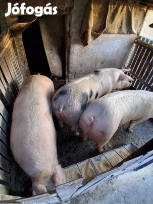 Eladó hizó disznó