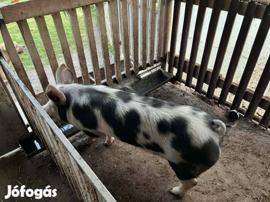 Eladó hizó kb. 100-110 kg. 