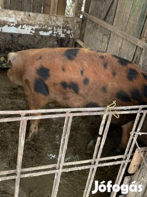 Eladó hízó malac