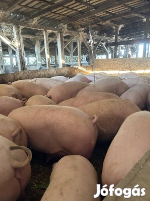 Eladó hízó malac 