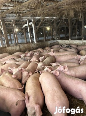 Eladó hízó malac  
