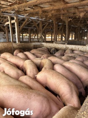 Eladó hízó malac malacok  