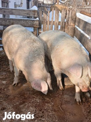 Eladó hízó sertés