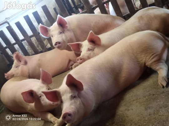 Eladó hízó sertés
