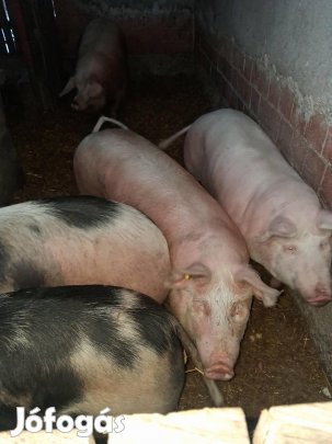 Eladó hízó sertés