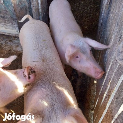 Eladó hízó sertések