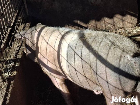 Eladó hízó sertések