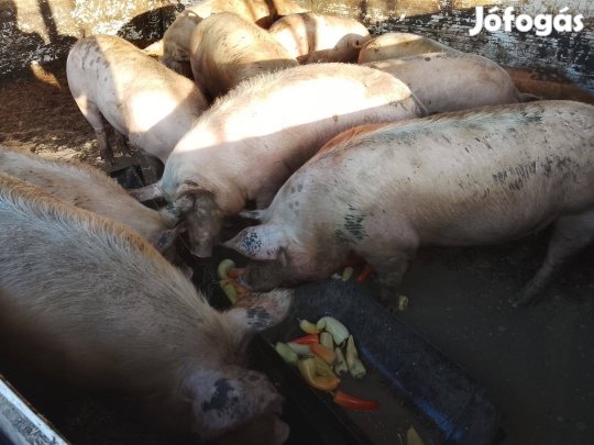Eladó hízó több darab