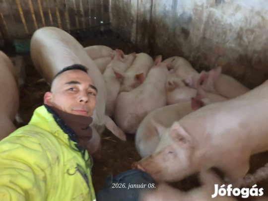 Eladó hízó továbbtartásra avagy vágásra