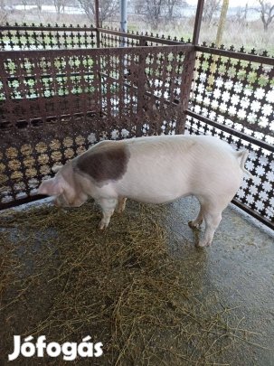 Eladó hizó vegyesdarán nevelt!
