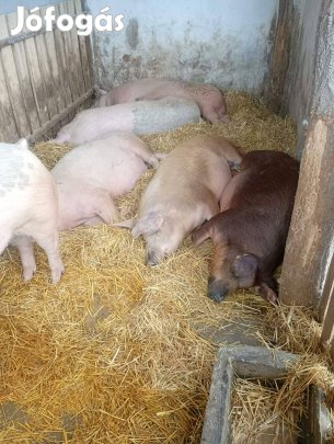 Eladó hízók 120-140 kg között