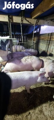 Eladó hizók 700/kg