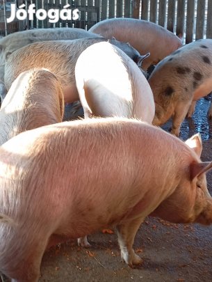 Eladó hízók 900/kg