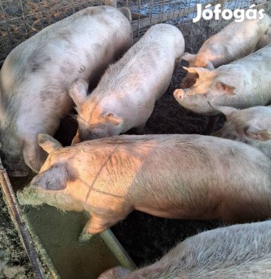 Eladó hizók Baján