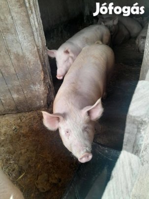 Eladó hízók Mezőpeterden