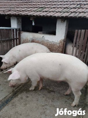 Eladó hízók Sándorfalva