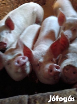 Eladó hízok Szomódon