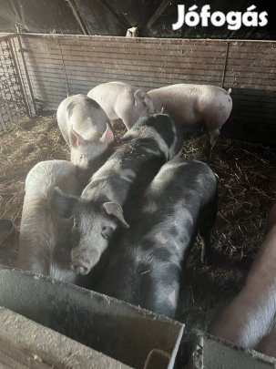 Eladó hízók!!