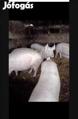 Eladó hízók  