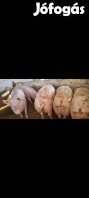 Eladó hízók..