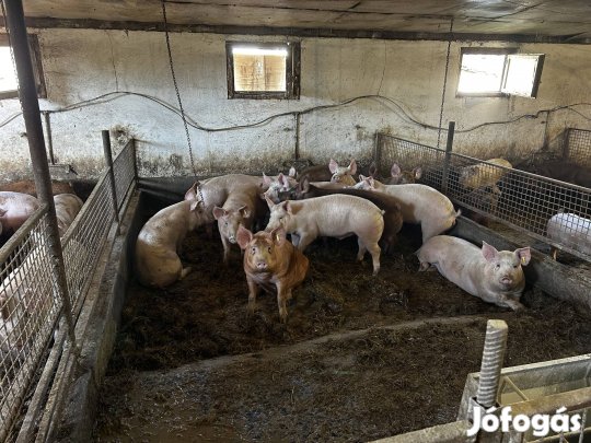 Eladó hízók.    