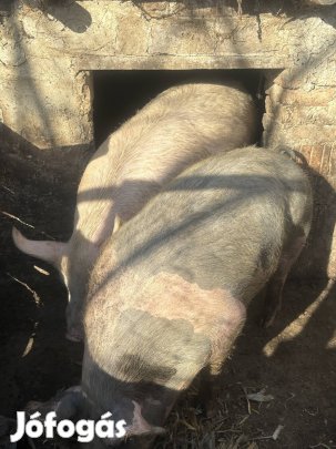 Eladó hizok !hajdunanason tel:06303251490,hús jellegűek 170-200 kg