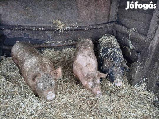 Eladó hízok és kan csüngő malacok 