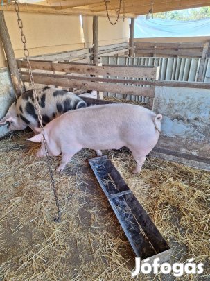 Eladó hízók,sertések