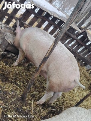 Eladó hízók vagy csere 