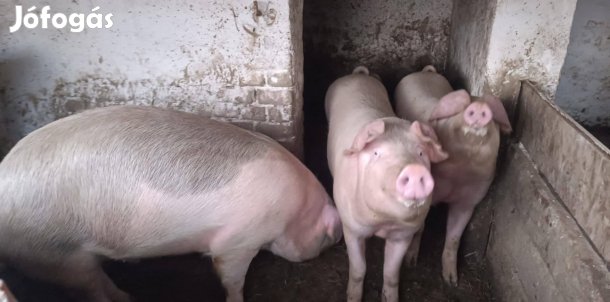 Eladó hízósertések! 