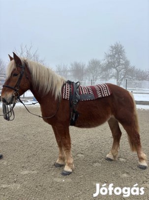 Eladó hobbi iskola ló!