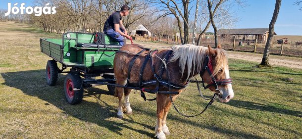 Eladó hobbi kanca csikó! 