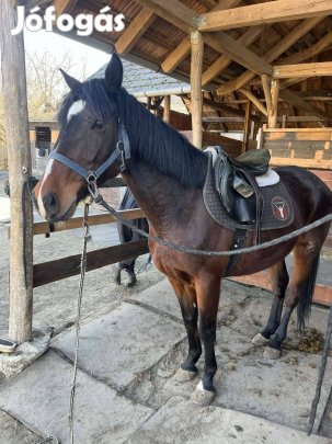 Eladó hobbi kanca ló