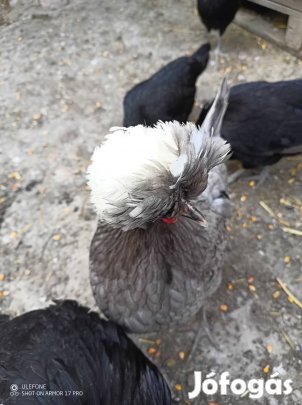 Eladó holland bóbitás tojás !