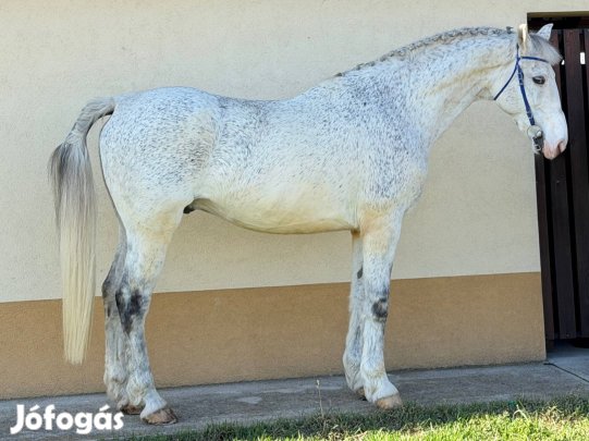 Eladó holland félvér 