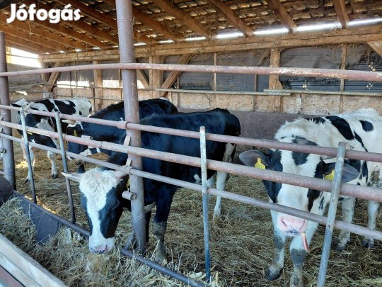 Eladó holstein fríz bika