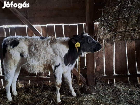 Eladó holstein-fríz x kék belga üszők