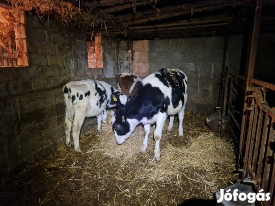 Eladó holstein üszők
