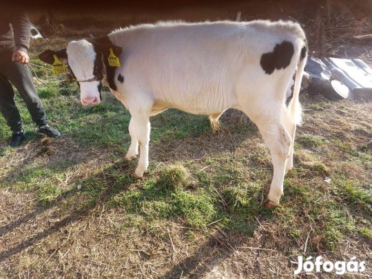 Eladó hosten x kék belga bika borjú