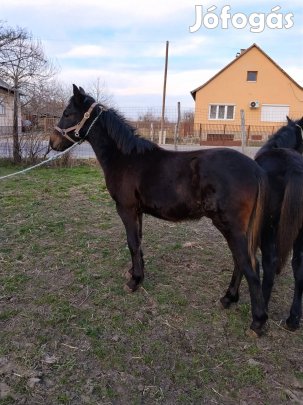 Eladó hucul csikók