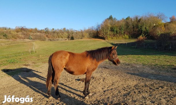 Eladó hucul ló - Natália