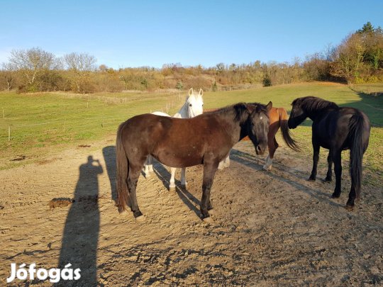 Eladó hucul ló - Natasa
