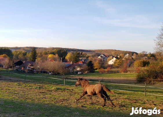 Eladó hucul ló - Ottokár